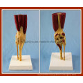 Desk Type Model Human Knee Joint Model with Muscles and Ligaments